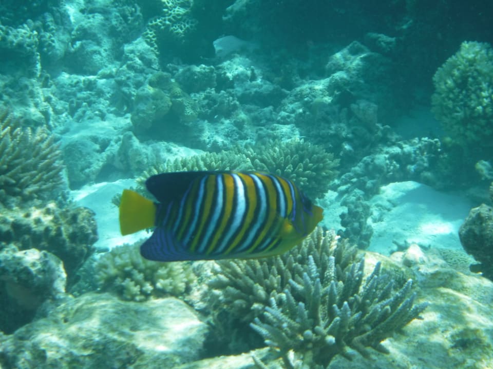 Sport & Freizeit NH Collection Maldives Havodda Resort