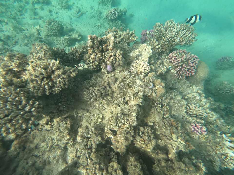 Strand Jaz Makadi Oasis Resort