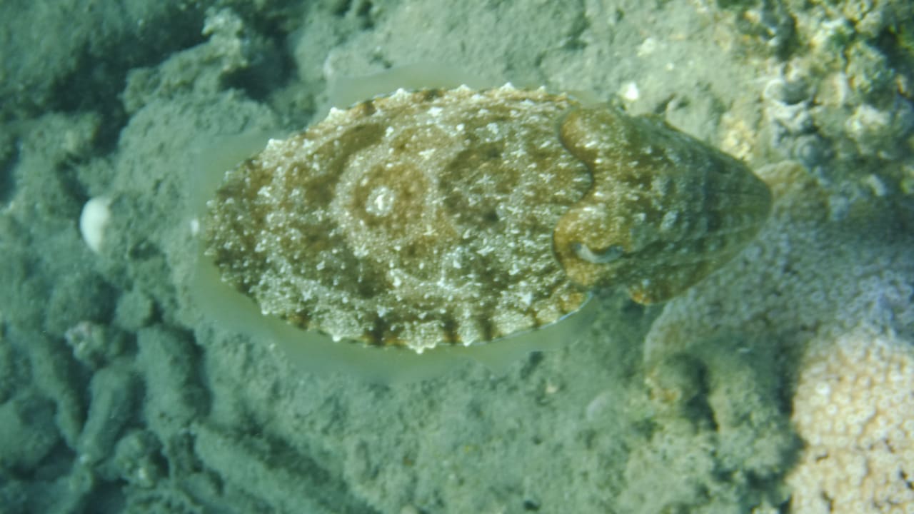 Sport & Freizeit Malikia Resort Abu Dabbab