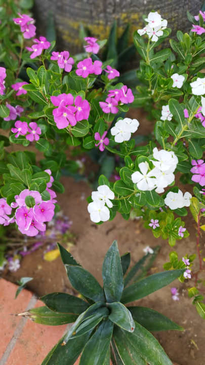 Gartenanlage Calimera One Resort Jockey