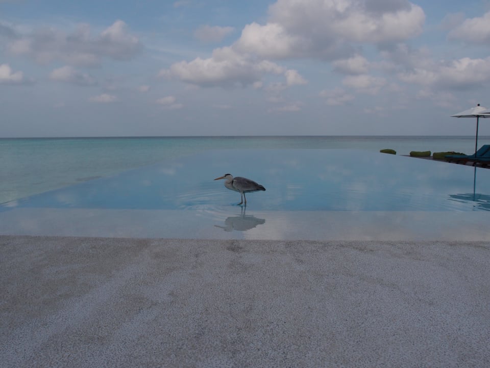 Pool Summer Island Maldives