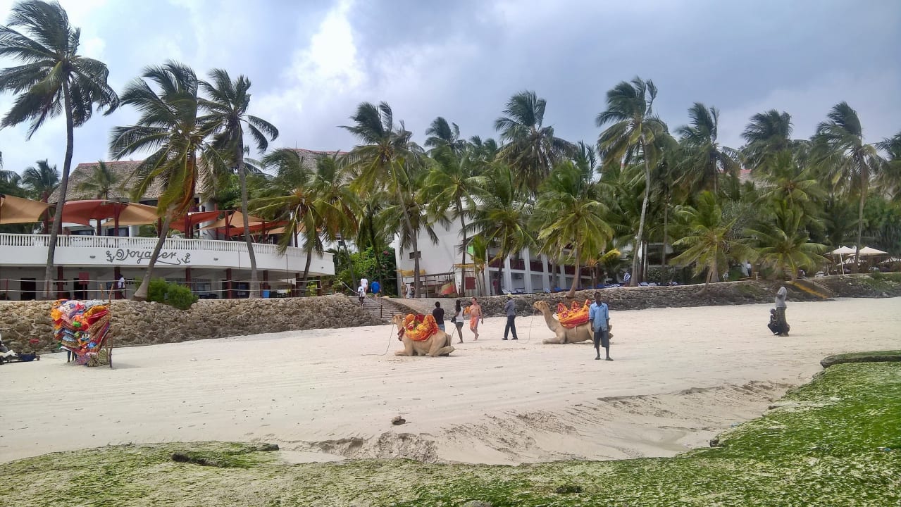 Kamele gibt es überall am Strand Bahari Beach Hotel
