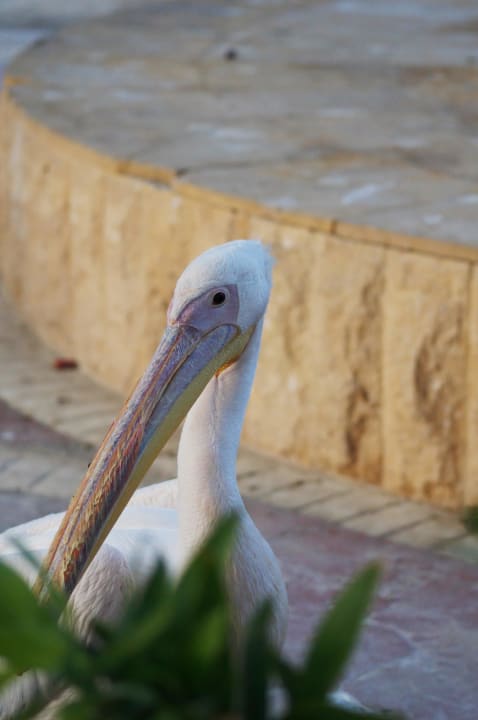 Pelikan Sindbad Club