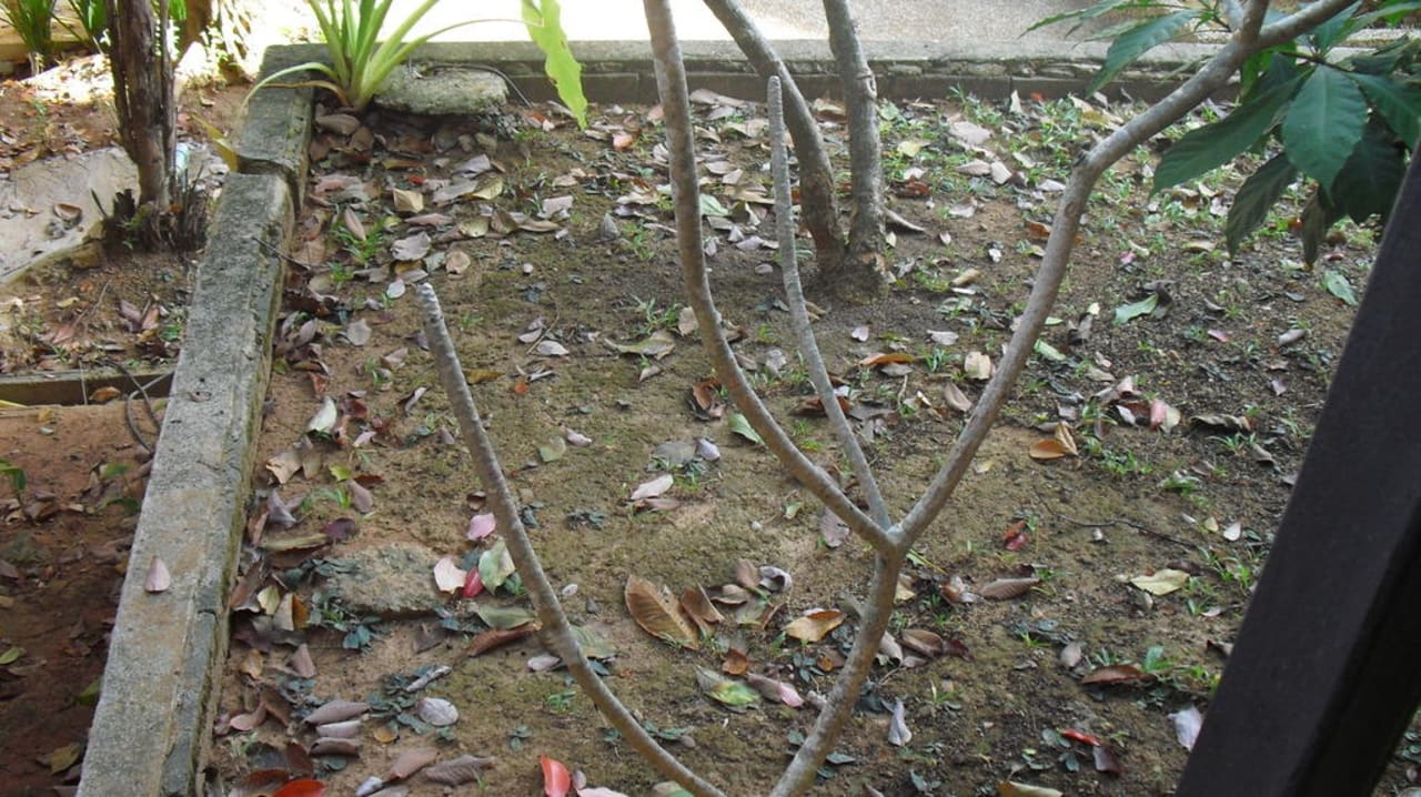 Vor unserem Balkon Khao Lak Merlin Resort