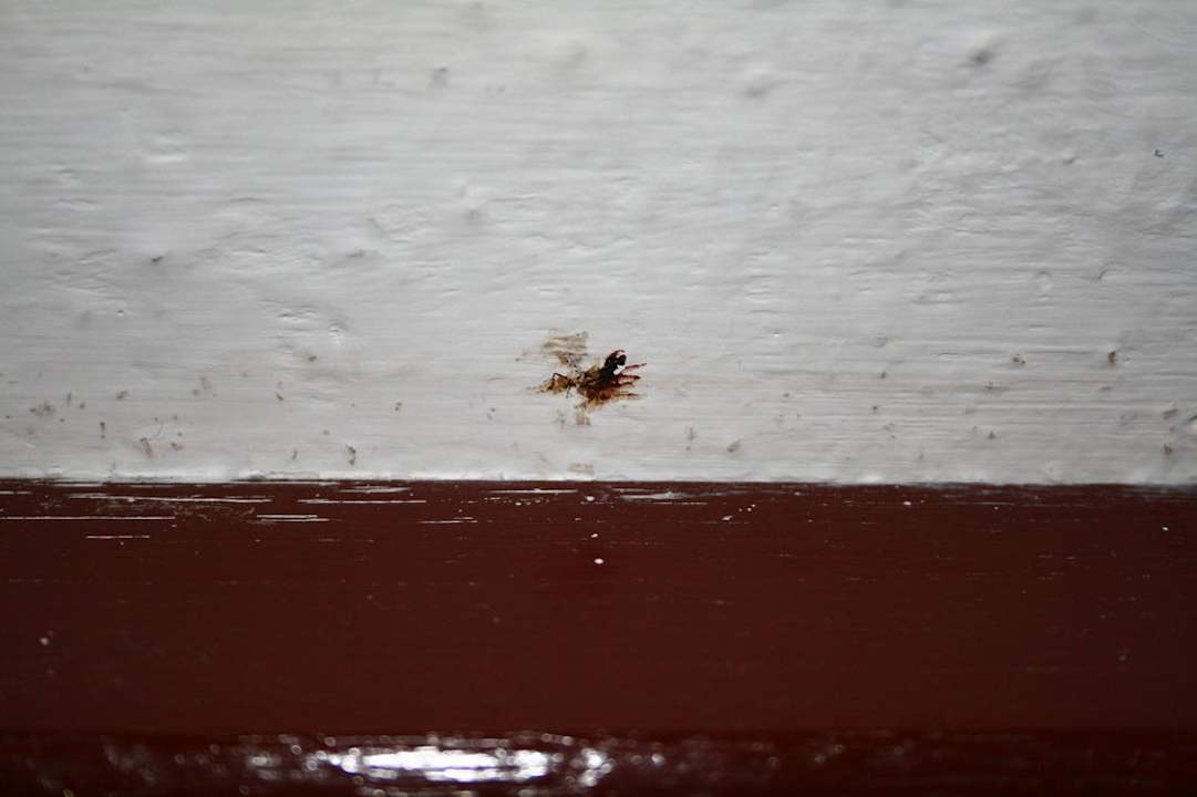 Insekt zerquetscht an der Wand Rivijera Villen & Dependance Flora & Madera