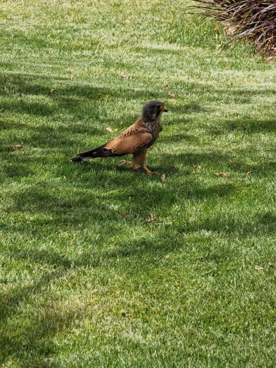 Gartenanlage Cleopatra Luxury Resort Makadi Bay