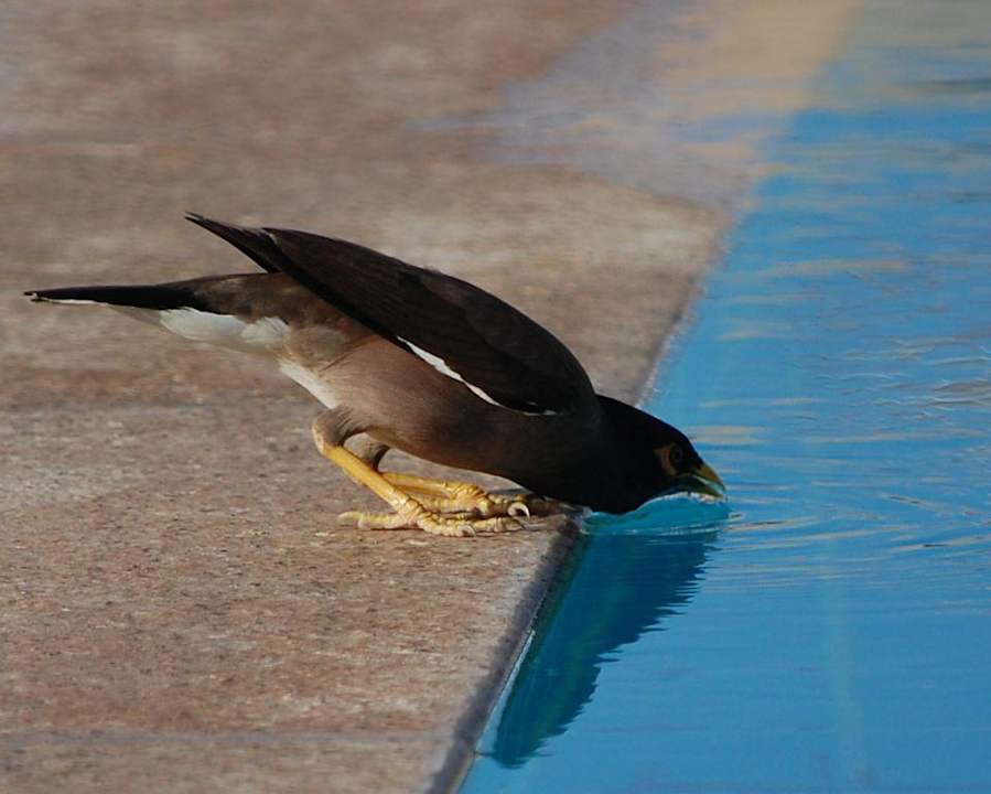 Für jeden ist gesorgt Miramar Al Aqah Beach Resort