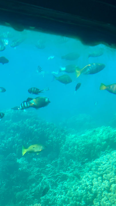 Sonstiges Mövenpick Resort & Spa El Gouna