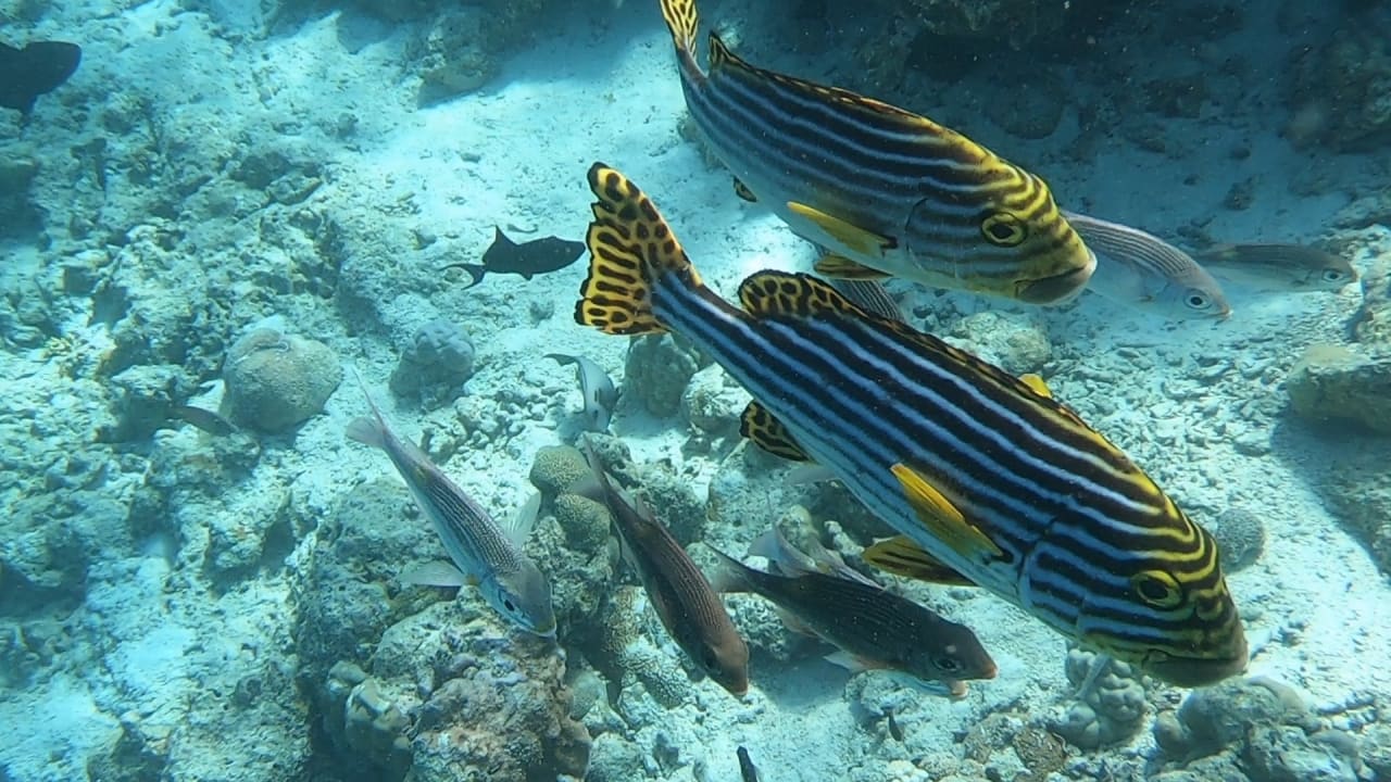 Sport & Freizeit NH Collection Maldives Reethi Resort