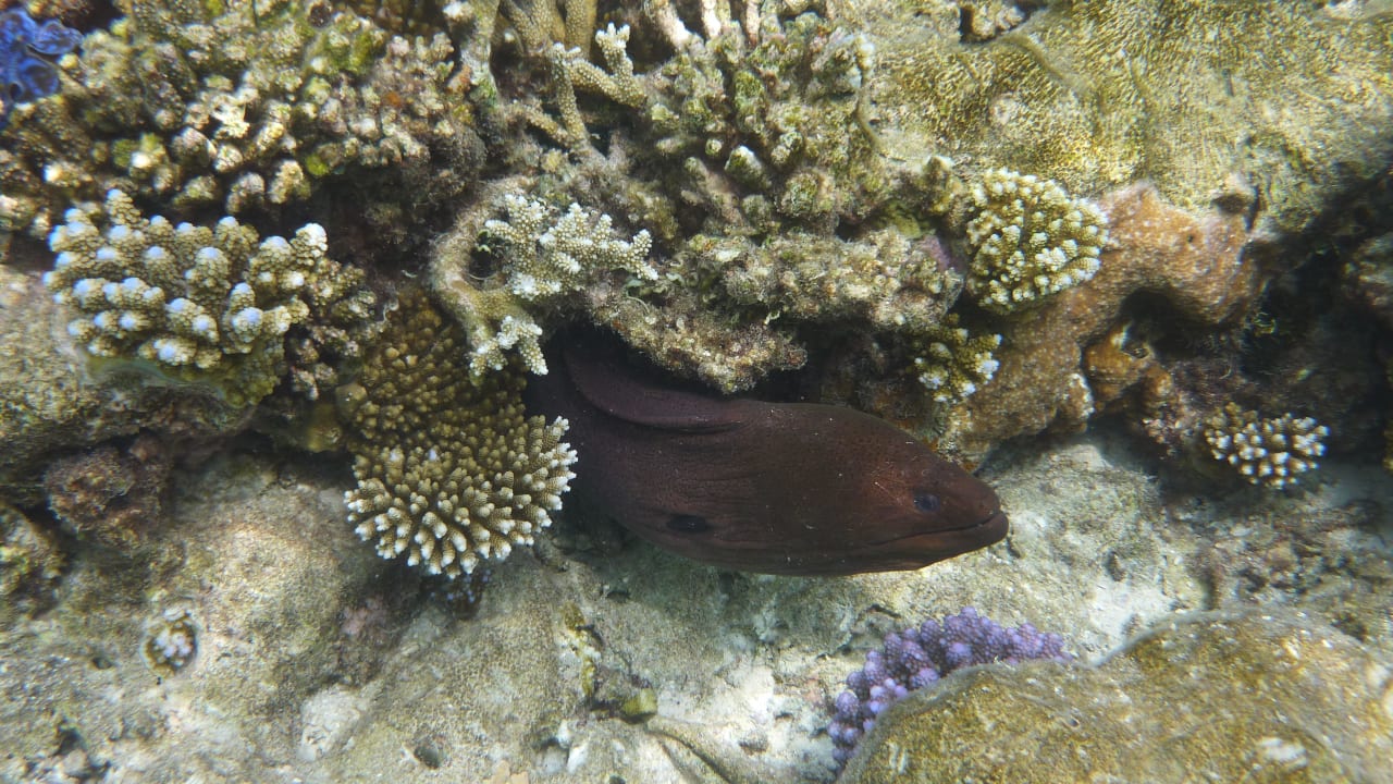 Riesenmuräne Angaga Island Resort