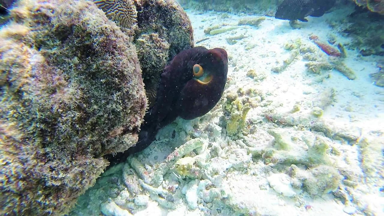 Sport & Freizeit Summer Island Maldives