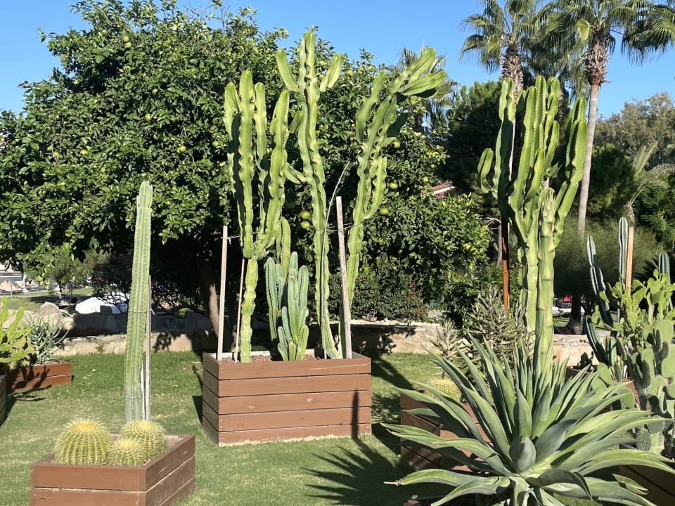 Gartenanlage Arum Barut Collection
