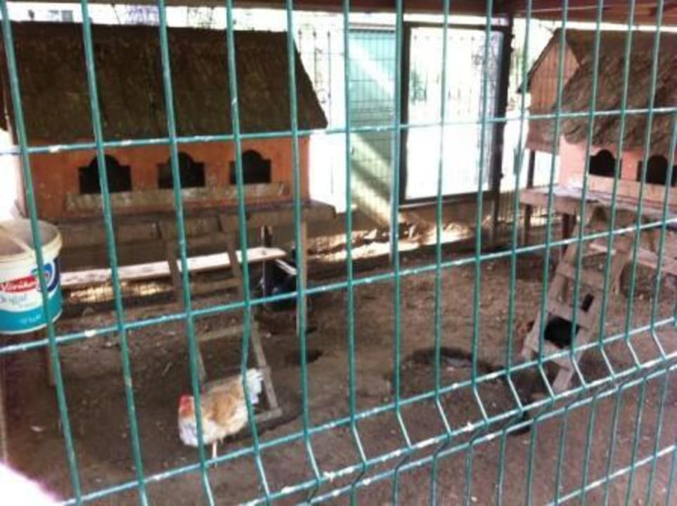 Mini Zoo Crystal Flora Pearl Collection