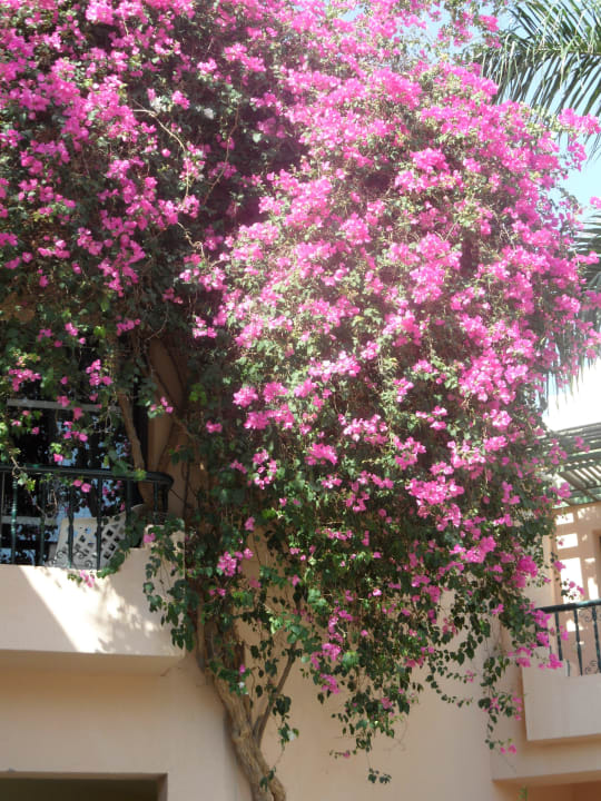 Balkon. Ali Baba Palace Hotel