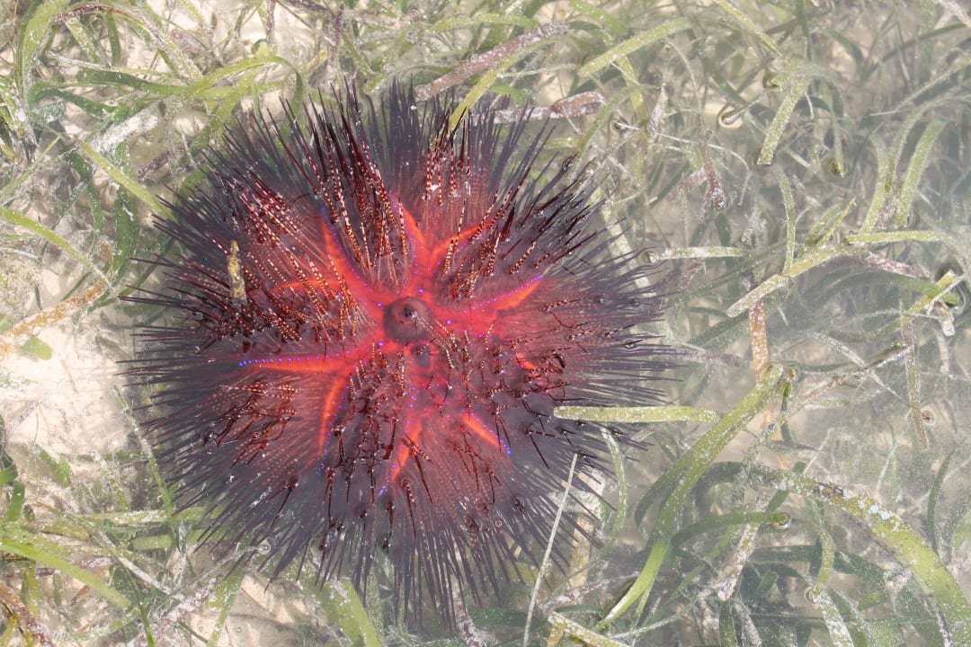 Strand Neptune Village Beach Resort & Spa