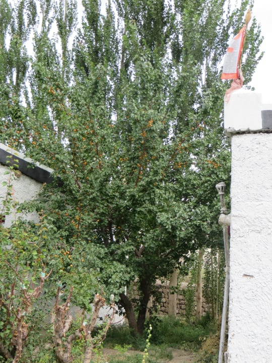 Aprikosenbaum in Garten Alchi Resort