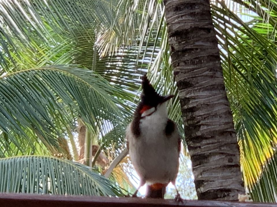 Sonstiges Crystals Beach Resort Belle Mare, a member of Radisson Individuals