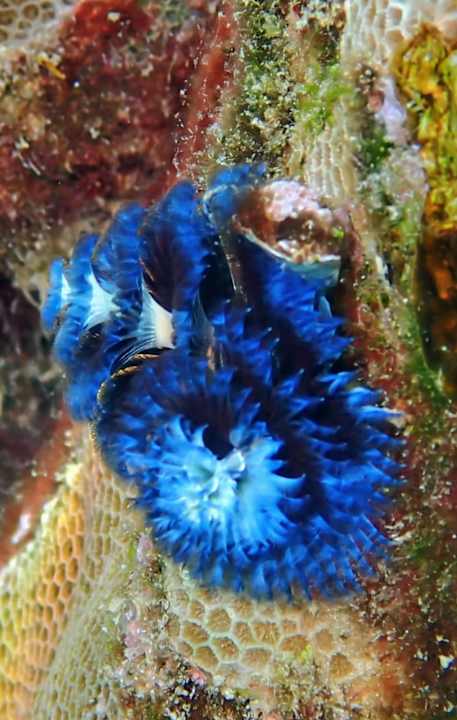 Strand Steigenberger Coraya Beach - Adults only