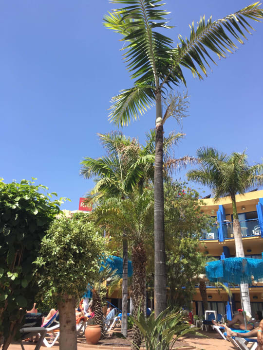 Pool BLUESEA Jandia Luz