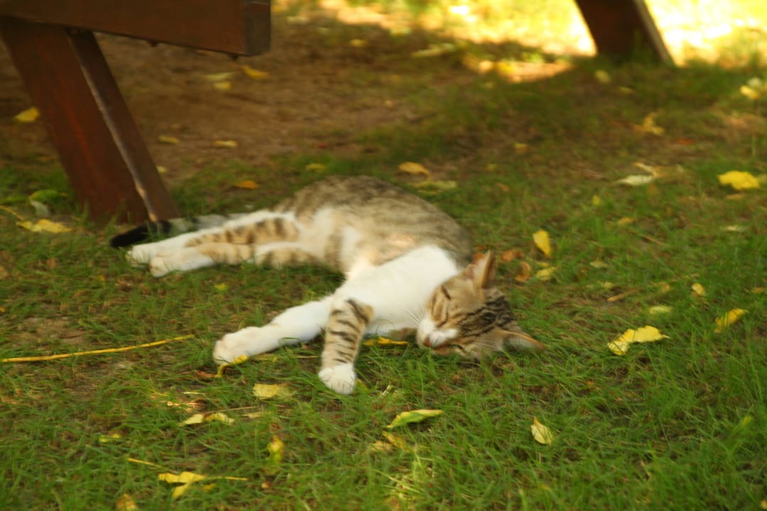 Hotel Seaden Sea World Resort & Spa