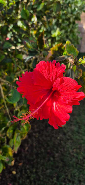 Gartenanlage Three Corners Sea Beach Resort