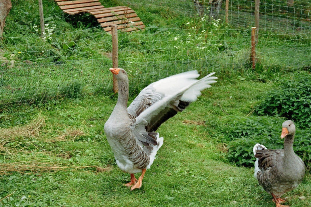 Frieda und Friedolin S'Fleckli Bioland Ferienbauernhof