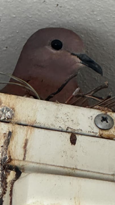 Sonstiges Gardenia Hotel