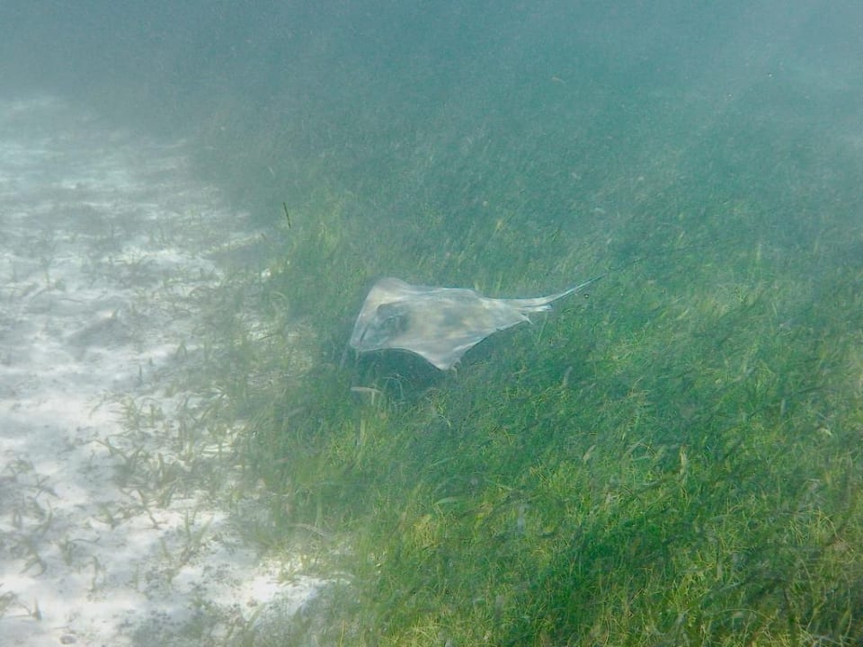 Strand Akumal Bay Beach & Wellness Resort