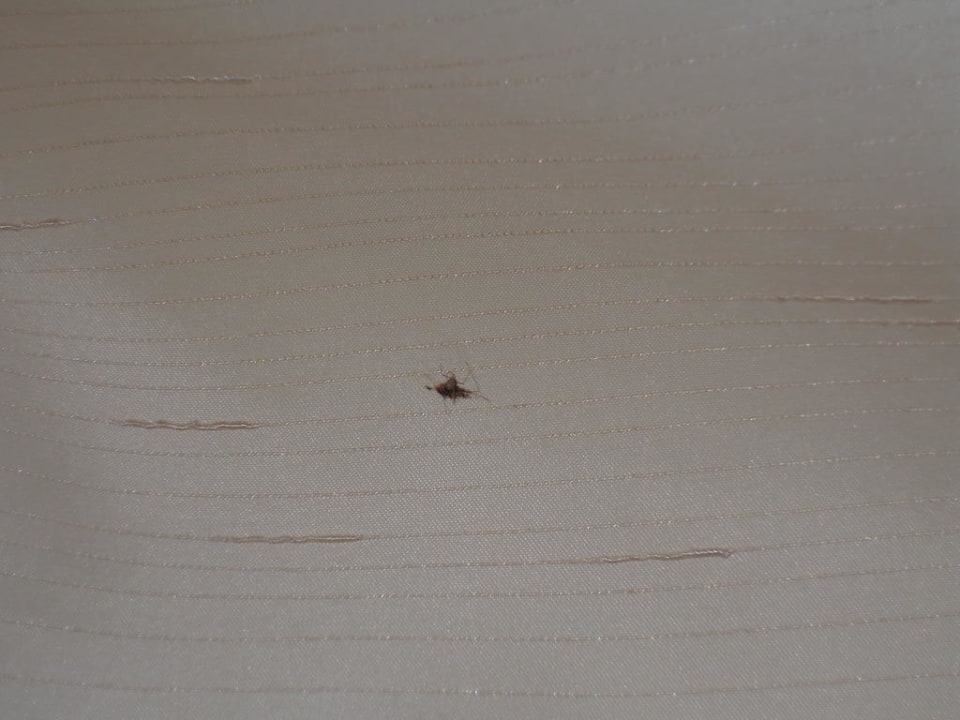 Mücke war schon vor uns  da Tod im Vorhang! Hane Family Resort