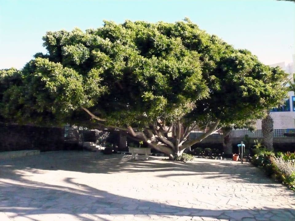 Schattenplatz  Hotel Catalonia Punta del Rey