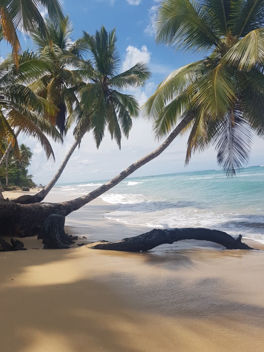 Strand Viva V Samana by Wyndham – Adults Only