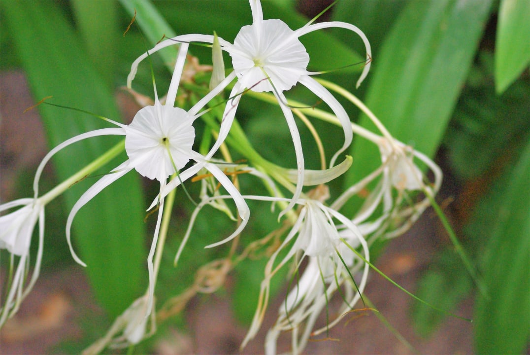 Gartenanlage Woodlands Hotel & Resort