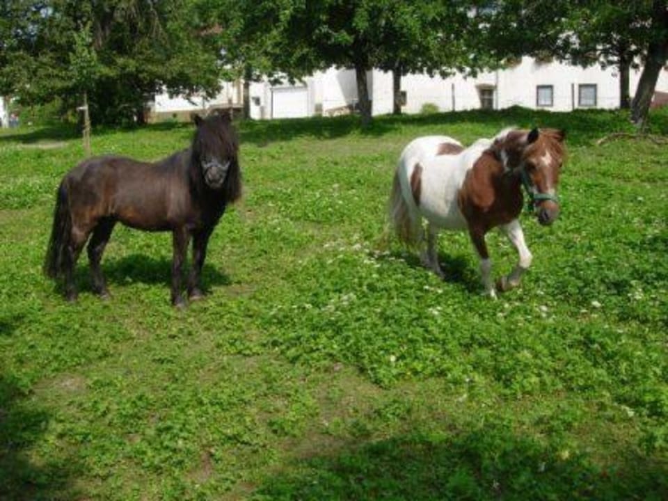 Unsere Ponys Landgasthof Rössle