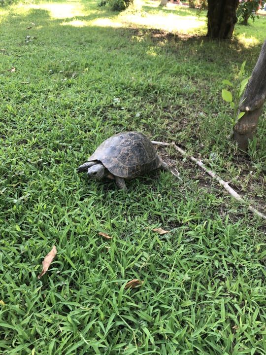 Sonstiges Saphir Resort & Spa