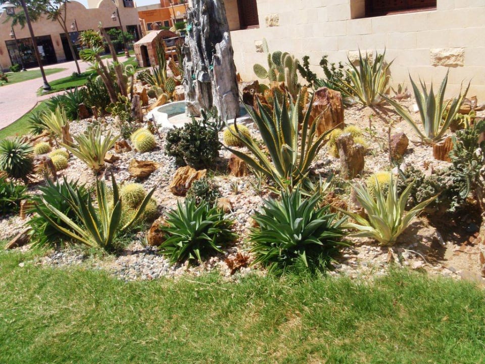 Roślinki Sentido Caribbean World Soma Bay