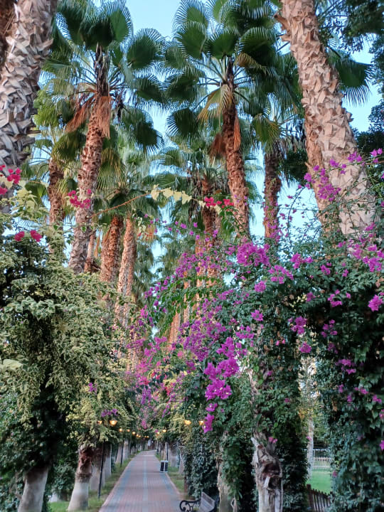 Gartenanlage Hotel Gardenia Beach