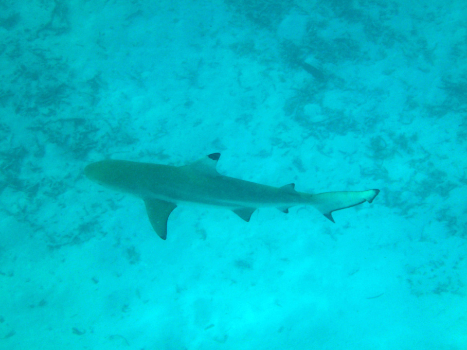 Mamahai gegen Abend Meeru Maldives Resort Island