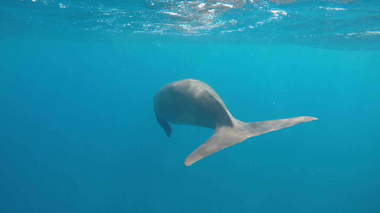 Strand Malikia Resort Abu Dabbab