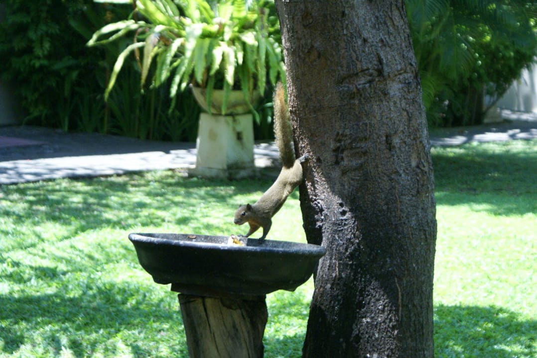 Possierliches Tier im Garten Puri Santrian