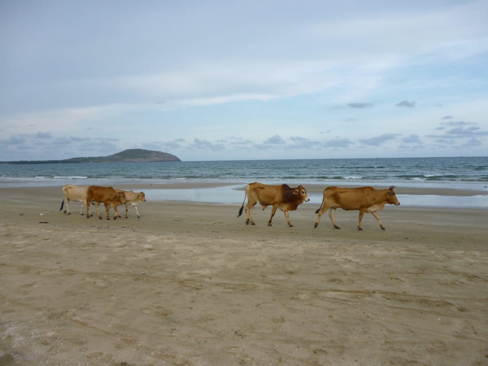 Was es am Strand so gibt 3 - die tägliche Kuhherde Pandanus Resort