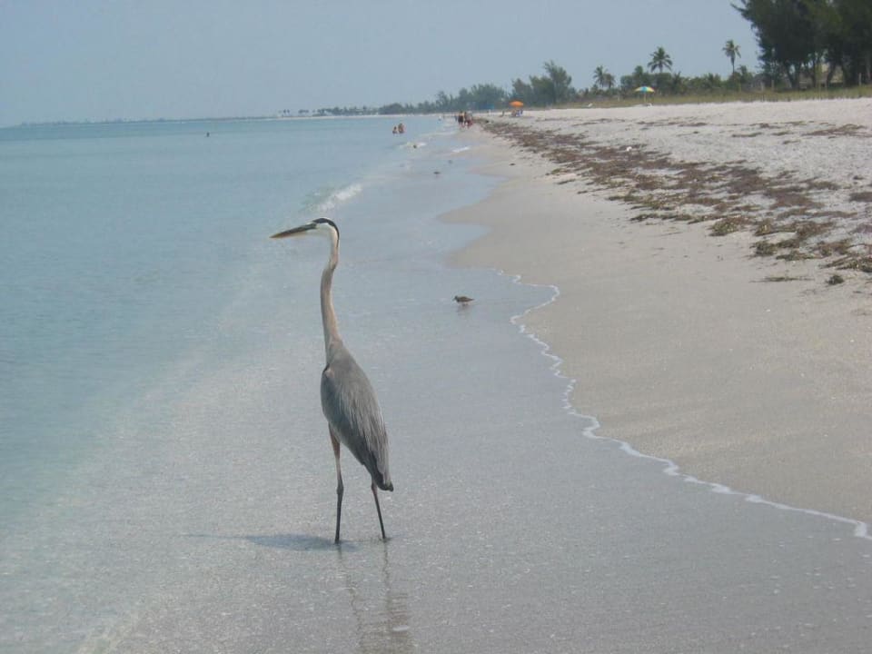 Reiher am Strand Hotel South Seas Island Resort