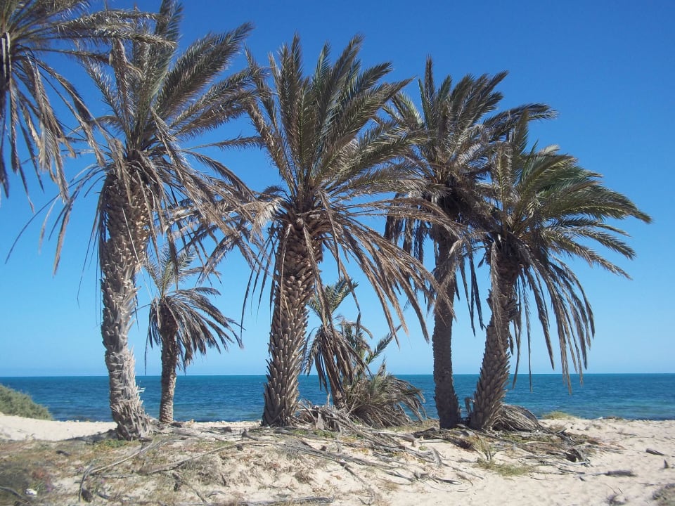 Traumstrand in der Hotelanlage Hotel El Mouradi Djerba Menzel