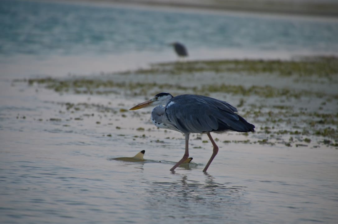 Strand Kuredu Island Resort & Spa
