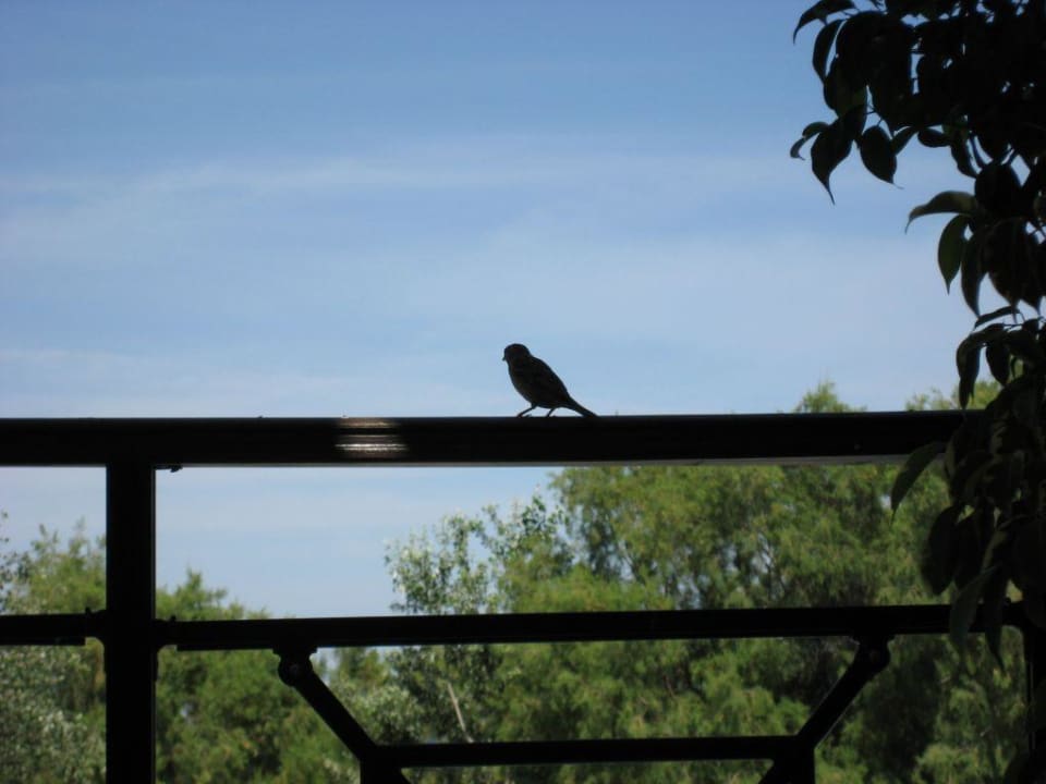 Dreister aber süßer Vogel am oberen Sitzbereich Hotel Calypso Beach