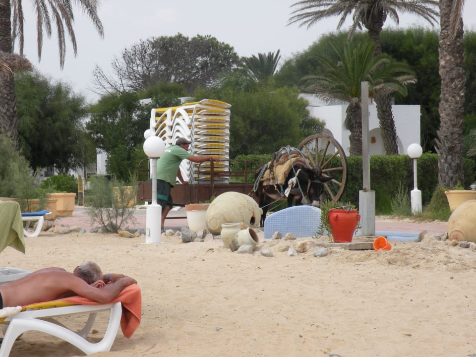 Neue Liegen werden geliefert Royal Lido Resort & Spa