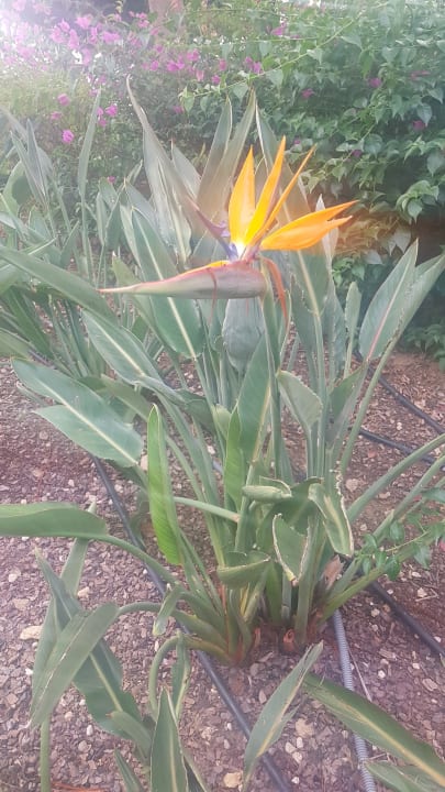 Gartenanlage The Land of Legends Kingdom Hotel