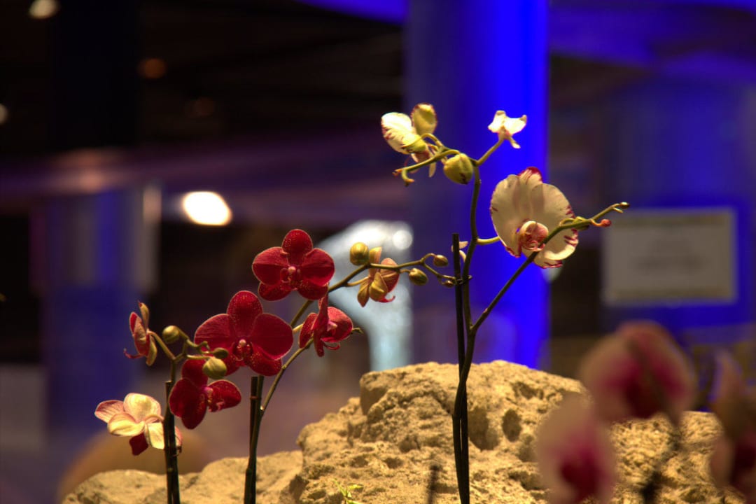 Orchidee Hotel Cordial Mogán Playa