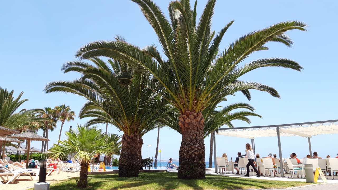 Pool Hotel Riu Arecas - Adults only