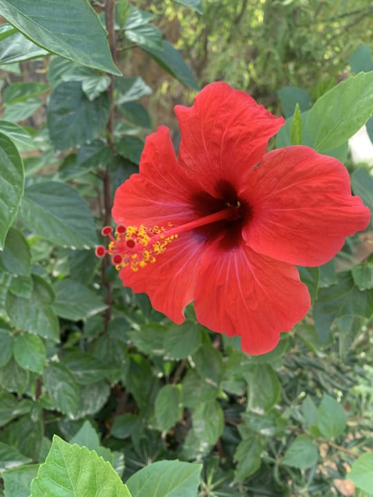 Gartenanlage Domes Zeen Chania, a Luxury Collection Resort, Crete