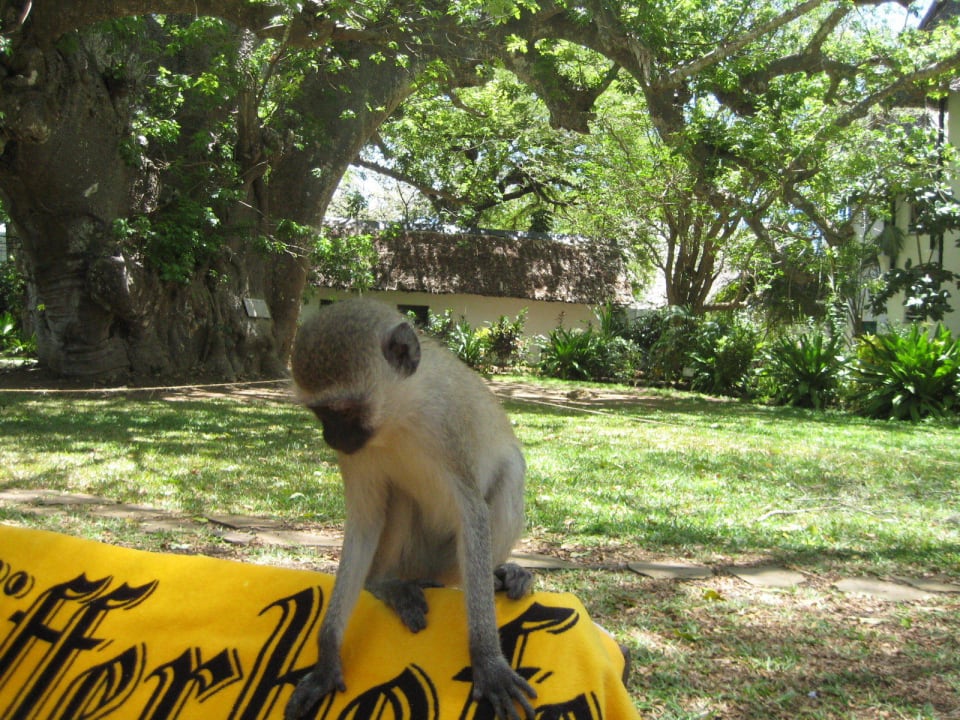 Freches Äffchen Hotel Papillon Lagoon Reef